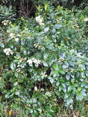 Miconia crocea