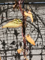 Fallopia convolvulus