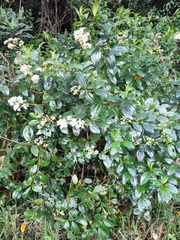 Miconia crocea