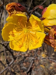 Cochlospermum regium
