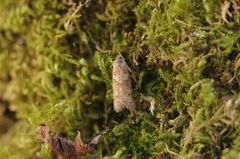 Tortricodes alternella