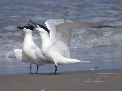 Sandwich Tern