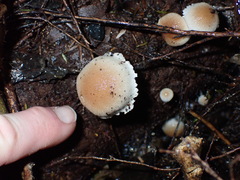 Tympanella galanthina