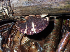 Crepidotus fuscovelutinus