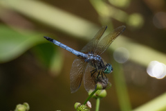 Pachydiplax longipennis