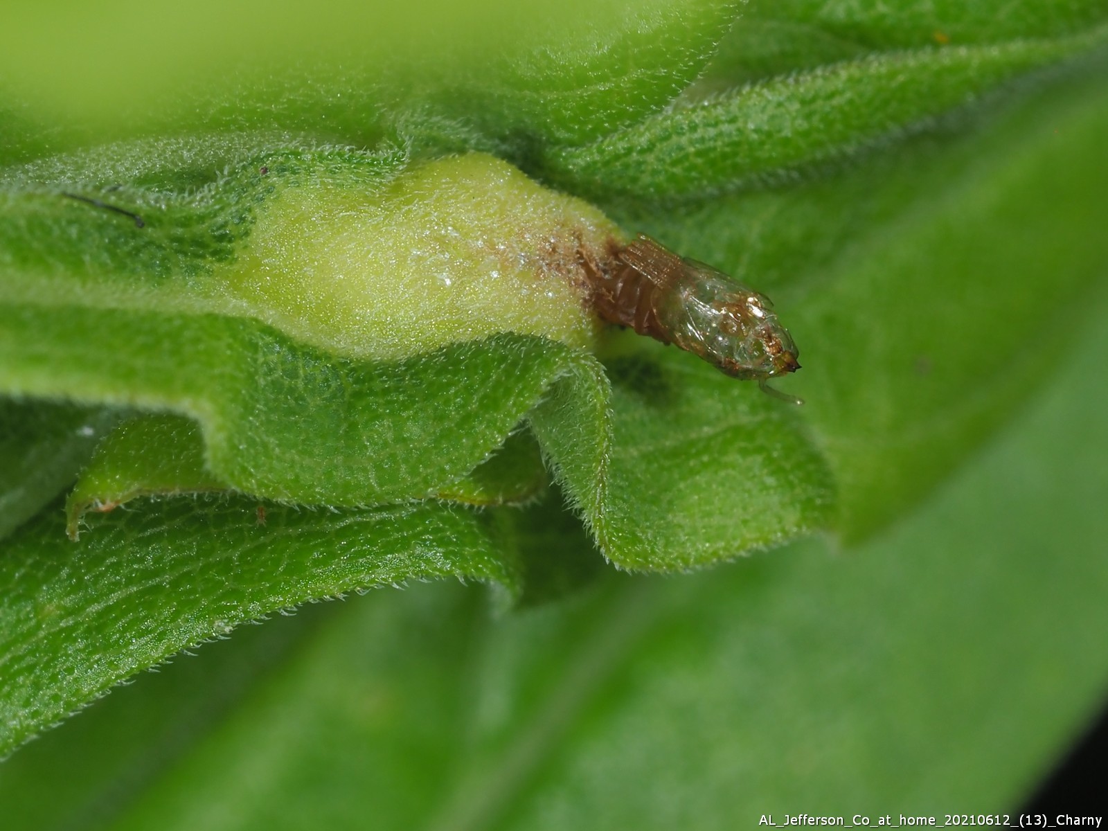 A. solidaginis leaf snap gall with pupal exuviae