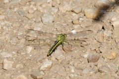 Gomphus