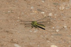 Gomphus