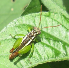 Parepistaurus eburlineatus