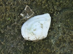 Austromacoma constricta