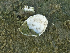 Austromacoma constricta