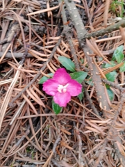 Oenothera deserticola