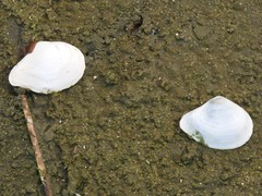 Austromacoma constricta
