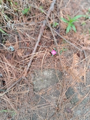 Oenothera deserticola