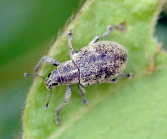 Eugnathus distinctus