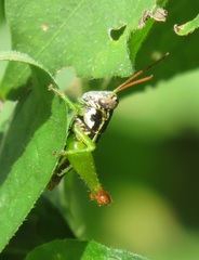 Parepistaurus eburlineatus