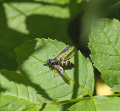 Temnostoma bombylans