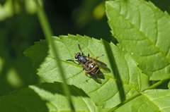 Temnostoma bombylans