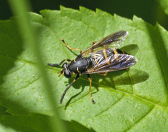 Temnostoma bombylans