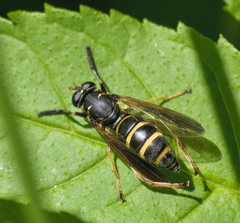 Temnostoma bombylans
