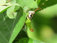 Parepistaurus eburlineatus