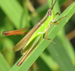 Orthochtha dasycnemis