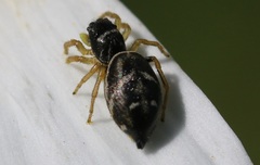 Heliophanus flavipes