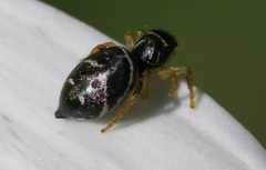 Heliophanus flavipes