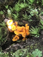 Craterellus odoratus