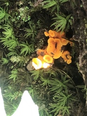 Craterellus odoratus