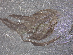 Desmarestia ligulata