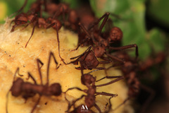 Acromyrmex echinatior