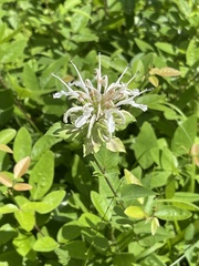 Monarda lindheimeri