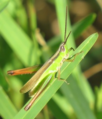 Orthochtha dasycnemis