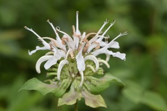 Monarda lindheimeri