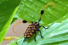 Aristobia approximator