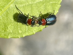 Collops tricolor