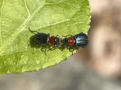Collops tricolor