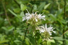 Monarda lindheimeri