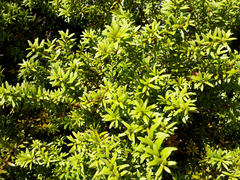 Podocarpus laetus × Podocarpus nivalis