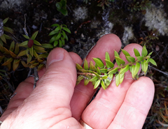 Podocarpus laetus × Podocarpus nivalis