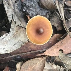 Psilocybe subaeruginosa