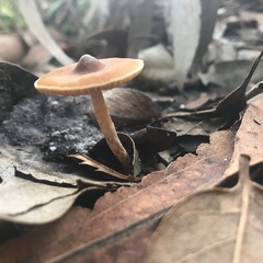 Psilocybe subaeruginosa