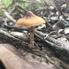 Psilocybe subaeruginosa