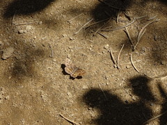Epelis truncataria