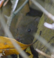Antechinus stuartii