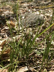 Carex lucorum