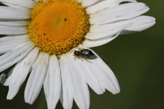 Heliophanus flavipes