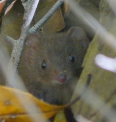 Antechinus stuartii