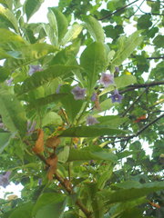 Eriolarynx australis